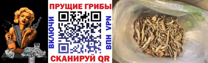 Галлюциногенные грибы Psilocybe Губкин
